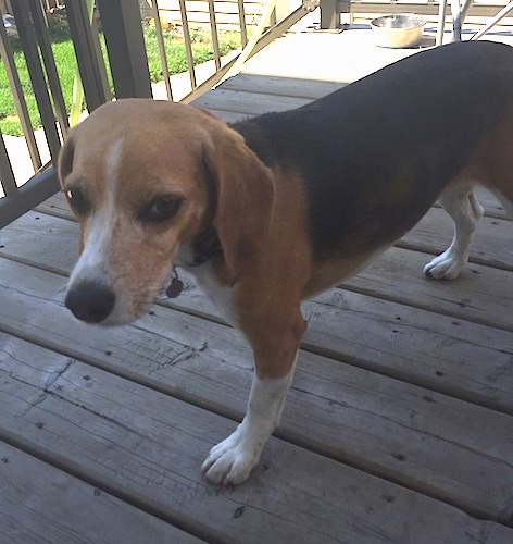 A black, tan and white tricolor Beagle dog standing outside on a wooden deck with a water bowl behind her.